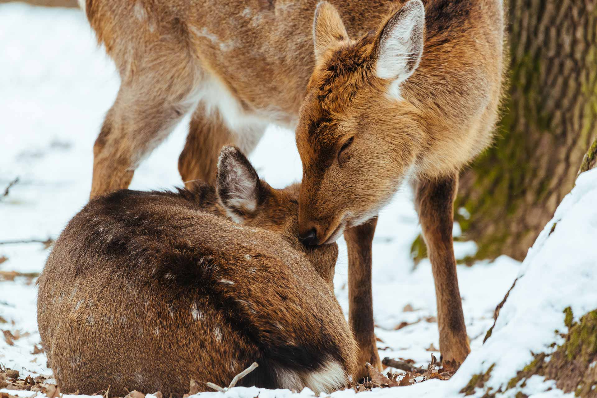 a couple of deer in love deer kissing his compani 2022 02 02 05 09 40 utc.jpg