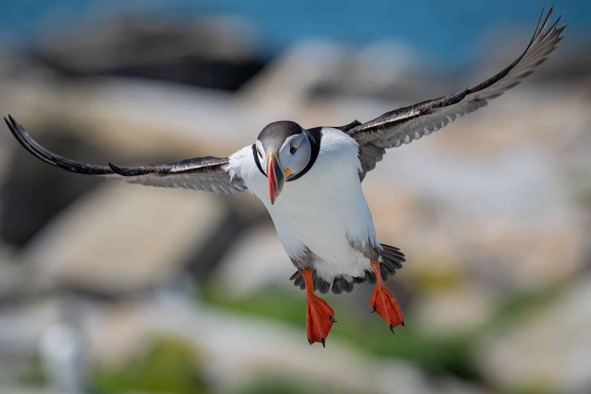 atlantic puffin portrait 2021 08 30 17 21 16 utc.jpg