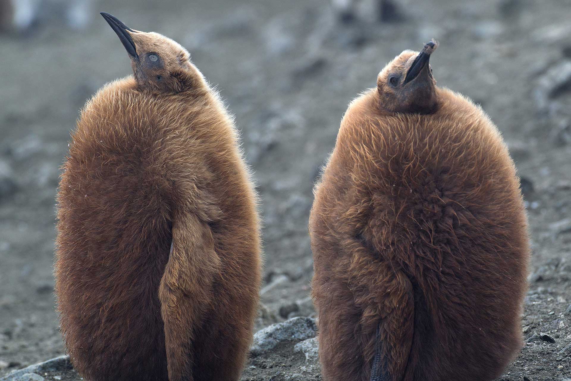 king penguin chicks on beach along the north east 2022 03 04 01 50 44 utc.jpg