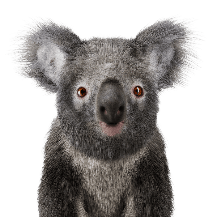 koala bear isolated on white 2022 02 10 04 41 24 utc.png