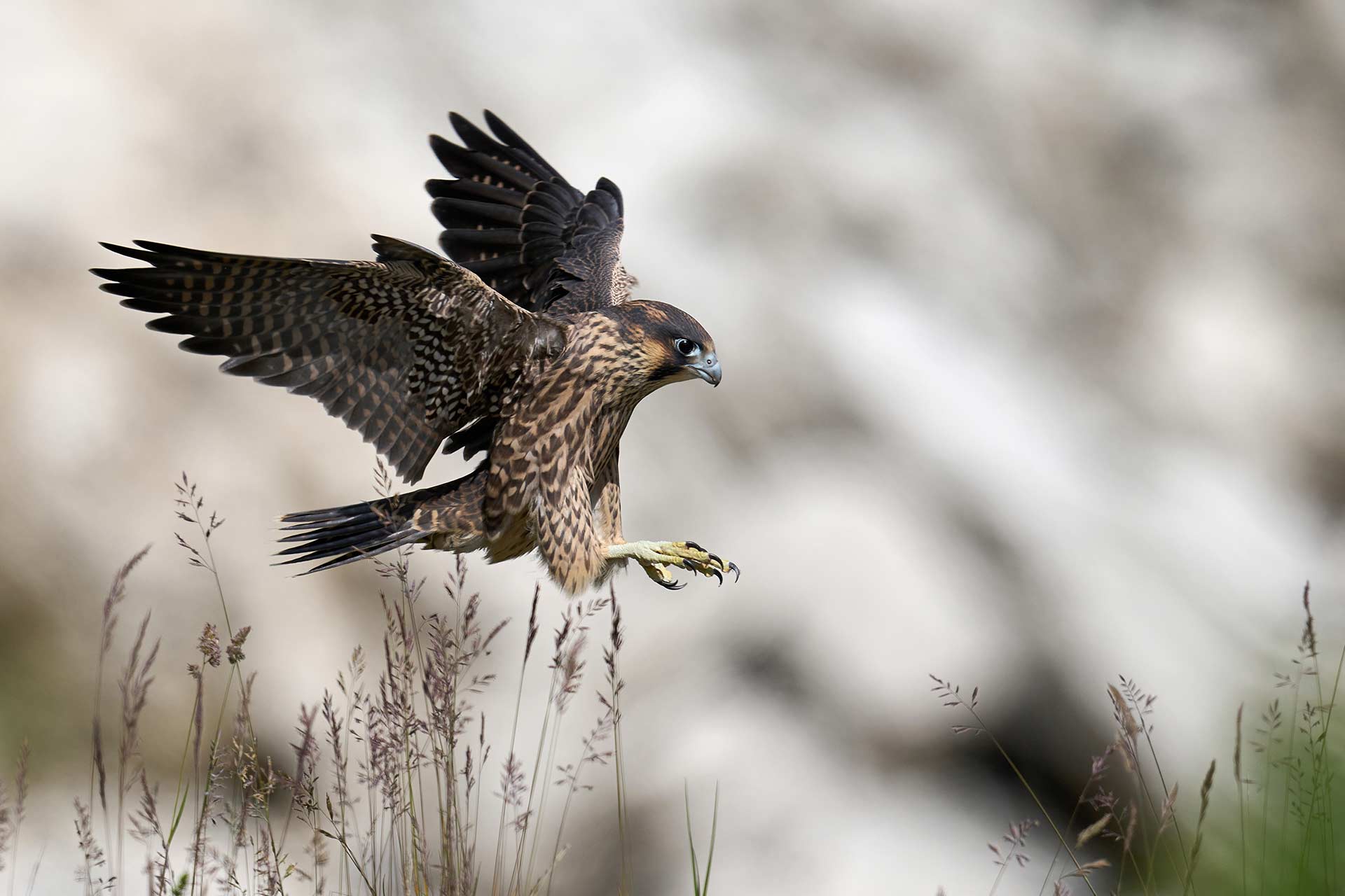 peregrine falcon falco peregrinus 2022 01 18 23 59 57 utc.jpg
