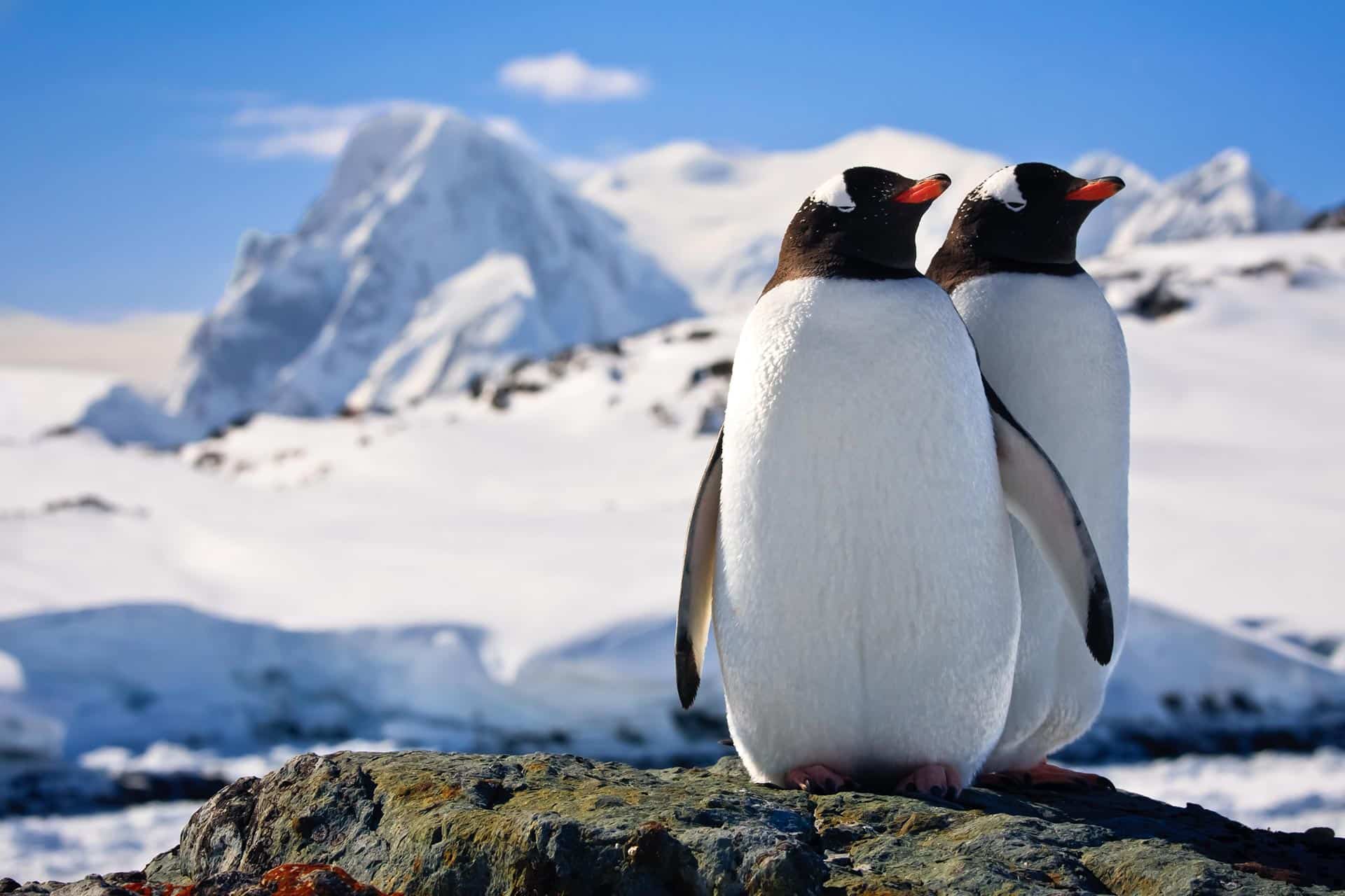 two penguins 2021 08 26 16 16 25 utc.jpg